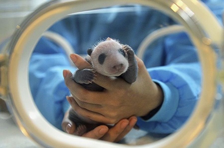 A feeder holds a giant panda cub, the only survivor of the triplets giant panda Jiaozi had last August, at the Chengdu Research Base of Giant Panda Breeding in Chengdu, Sichuan.