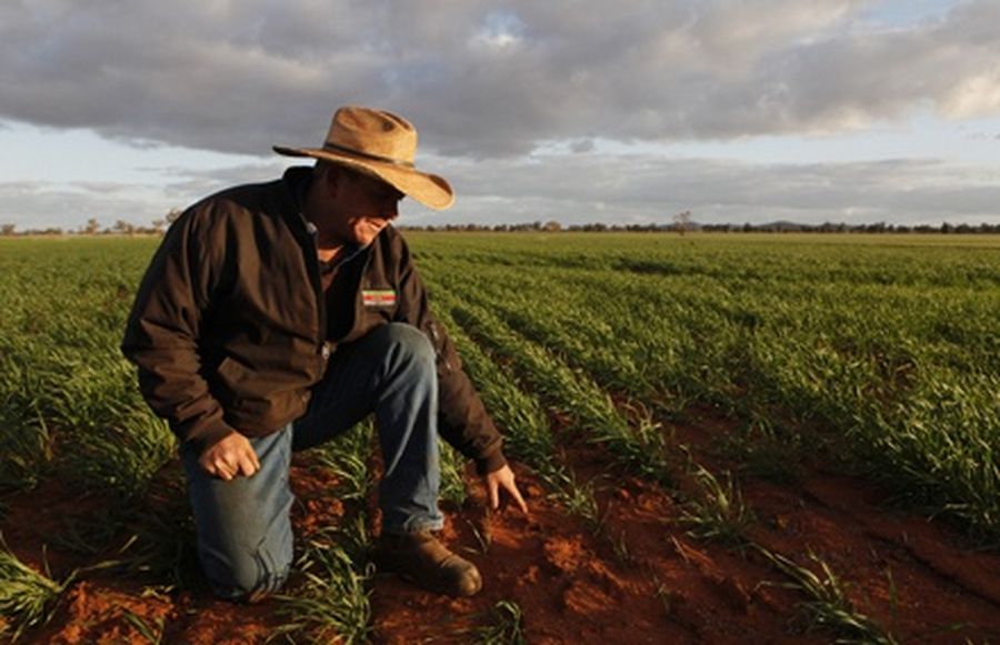 Australian farmer points at his wheat crop at his farm in Condobolin.