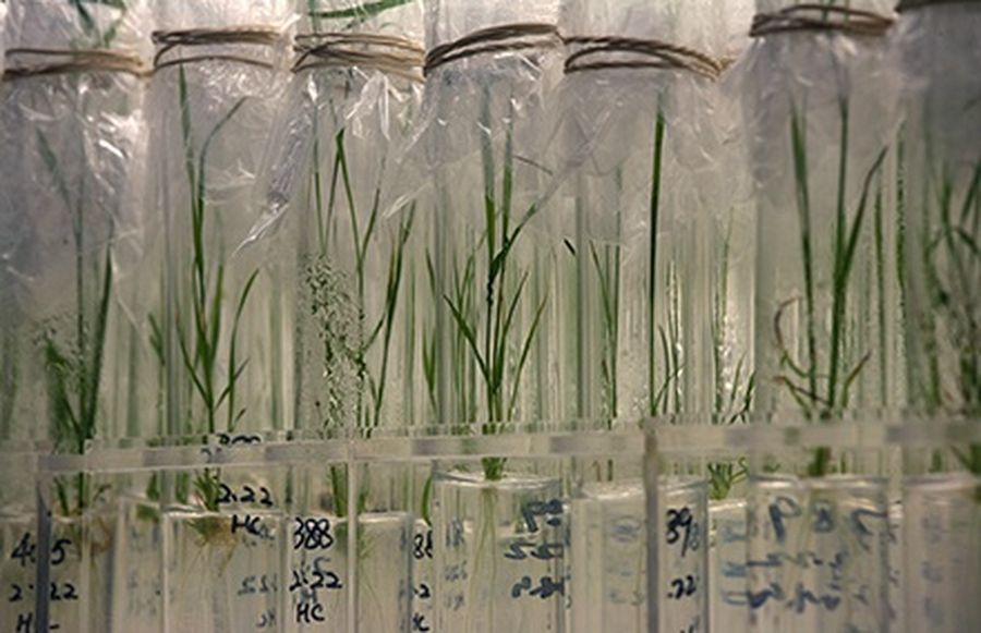 Rice saplings are seen in test tubes at the Beijing Genomics Institute in Shenzhen, southern China.